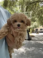 Chloe, a female Maltipoo for sale in High Springs, FL – 3 of 3