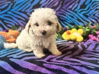 Milo, a male Maltipoo for sale in High Springs, FL – Photo 2 of 2