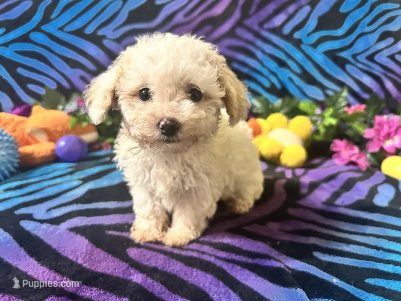 Milo, a male Maltipoo for sale in High Springs, FL – Photo 1 of 2