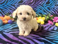 Milo, a male Maltipoo for sale in High Springs, FL – Photo 1 of 2