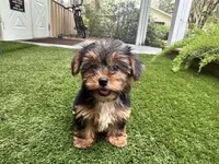 Bela, a female Yorkshire Terrier for sale in High Springs, FL – Photo 2 of 4