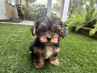 Bela, a female Yorkshire Terrier for sale in High Springs, FL – Photo 4 of 4