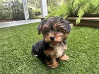 Bela, a female Yorkshire Terrier for sale in High Springs, FL – Photo 1 of 4