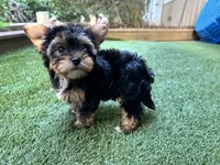 Maddie, a female Yorkshire Terrier for sale in High Springs, FL – 8 of 8