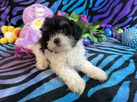 Bella, a female Maltipoo for sale in High Springs, FL – 3 of 5