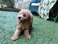 Rubie, a male Poodle - Toy  for sale in High Springs, FL – 5 of 6