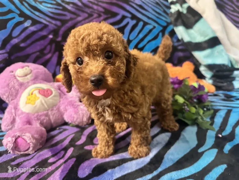 Red – Poodle - Toy  puppy for sale in High Springs, FL