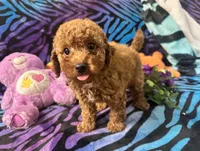 Red, a male Poodle - Toy  for sale in High Springs, FL – 1 of 5