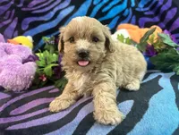 Mickey, a male Maltipoo for sale in High Springs, FL – 3 of 4