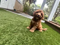 Chloe , a female Yorkipoo for sale in High Springs, FL – 5 of 7