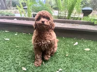 Maple, a female Poodle - Toy  for sale in High Springs, FL – 4 of 4