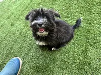 Pepper, a male Yorkipoo for sale in High Springs, FL – 3 of 6