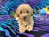 Buddy, a male Poodle - Toy  for sale in High Springs, FL – Photo 1 of 4