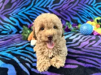 Buddy, a male Poodle - Toy  for sale in High Springs, FL – Photo 3 of 4