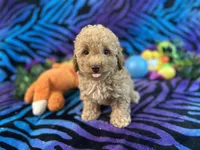 Buddy, a male Poodle - Toy  for sale in High Springs, FL – Photo 2 of 4