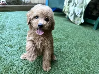 Rubie, a male Poodle - Toy  for sale in High Springs, FL – 3 of 6
