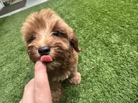 Chloe , a female Yorkipoo for sale in High Springs, FL – 3 of 7