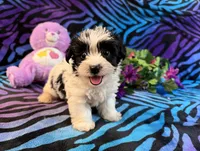 Bandit, a male Yorkipoo for sale in High Springs, FL – 2 of 6