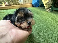 Maddie, a female Yorkshire Terrier for sale in High Springs, FL – 4 of 8
