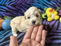 processed/bf515d0a-aa16-462b-8105-ab85ab87332e/listing/e463072d-a943-4d6f-9bda-010d0685c010/a35a3a0b-c7c4-4c30-9f2a-bf1551f228d5