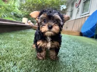 Maddie, a female Yorkshire Terrier for sale in High Springs, FL – 6 of 8
