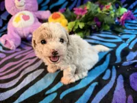 Annie, a female Maltipoo for sale in High Springs, FL – 2 of 6
