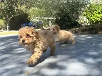 Rubie, a male Poodle - Toy  for sale in High Springs, FL – Photo 4 of 5
