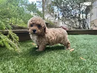 Rubie, a male Poodle - Toy  for sale in High Springs, FL – Photo 3 of 5