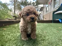 Rubie, a male Poodle - Toy  for sale in High Springs, FL – Photo 1 of 5