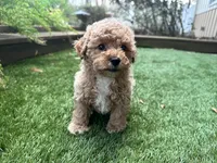 Rubie, a male Poodle - Toy  for sale in High Springs, FL – Photo 2 of 5