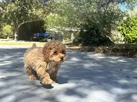 Rubie, a male Poodle - Toy  for sale in High Springs, FL – Photo 5 of 5