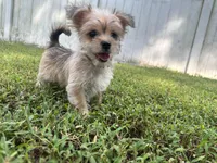 Minni, a female Morkie for sale in High Springs, FL – 2 of 6
