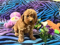 Red, a male Poodle - Toy  for sale in High Springs, FL – 5 of 5