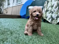 Rubie, a male Poodle - Toy  for sale in High Springs, FL – 2 of 6