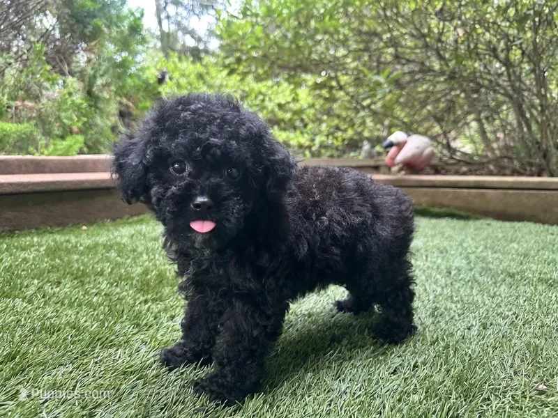 Romeo – Poodle - Toy  puppy for sale in High Springs, FL