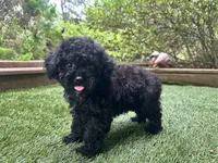 Romeo, a male Poodle - Toy  for sale in High Springs, FL – 1 of 5