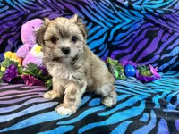 Gracy, a female Morkie for sale in High Springs, FL – 5 of 5