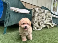 Sunny, a male Poodle - Toy  for sale in High Springs, FL – 5 of 5