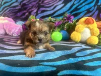Jelly, a female Yorkshire Terrier for sale in High Springs, FL – 4 of 5