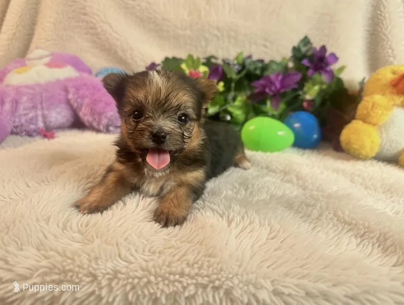 Jelly – Yorkshire Terrier puppy for sale in High Springs, FL