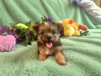 Jelly, a female Yorkshire Terrier for sale in High Springs, FL – 2 of 5