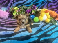 Jelly, a female Yorkshire Terrier for sale in High Springs, FL – 5 of 5