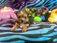 Jelly, a female Yorkshire Terrier for sale in High Springs, FL – 3 of 5