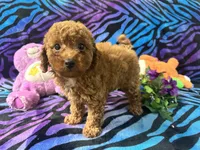 Red, a male Poodle - Toy  for sale in High Springs, FL – 3 of 5