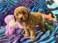 Red, a male Poodle - Toy  for sale in High Springs, FL – 4 of 5