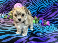 Gracy, a female Morkie for sale in High Springs, FL – 3 of 5