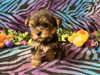 Daisy, a female Yorkshire Terrier for sale in High Springs, FL – Photo 3 of 3
