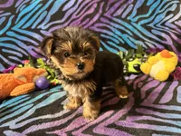 Daisy, a female Yorkshire Terrier for sale in High Springs, FL – Photo 2 of 3