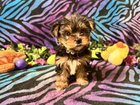 Daisy, a female Yorkshire Terrier for sale in High Springs, FL – Photo 1 of 3