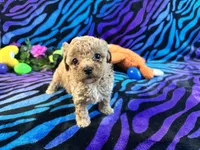 Dolly, a female Poodle - Toy  for sale in High Springs, FL – Photo 2 of 4